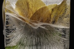 Hellebore-Flower-In-ice-2-April-22-2025