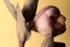 Hellebore-Flowers