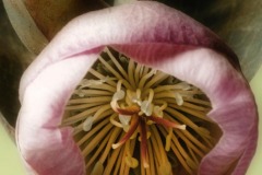 Hellebore-Soft