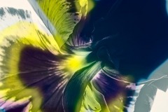 Pansy-Detail
