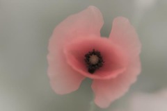 Poppy Pale Background
