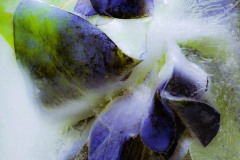 1_Cerinthe-Major-In-IceAugust-13-2023