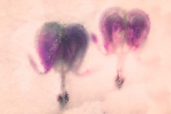 Bleeding-Heart-Ice-4