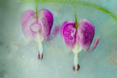 Bleeding-Heart-On-Ice-3
