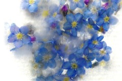 Forget-me-Not 3
