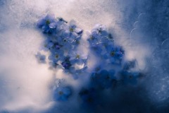 Forget-me-not 4