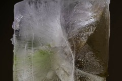 Hellebore-Flower-In-IceApril-22-2025