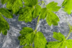Leaves-In-Ice-1