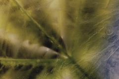 Melanthus-in-iceAugust-05-2025