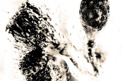 Poppy Seed Heads In Ice