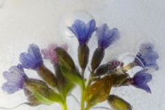 Pulmoneria-In-Ice