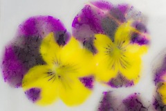 Viola-Flowers-Under-Ice