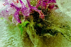 Wild-Bergamot-In-Ice