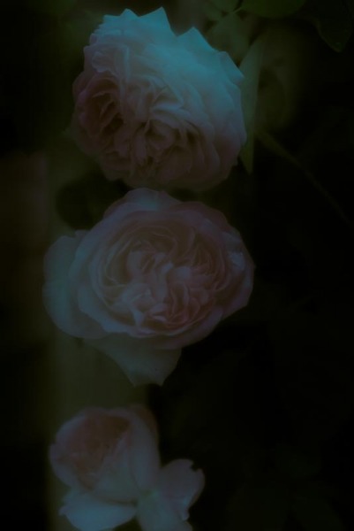 twilight flowers #11 Rose