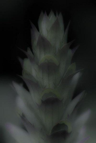 Acanthus Flower Spike