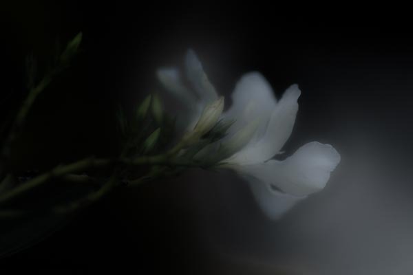 White Oleander Twilight