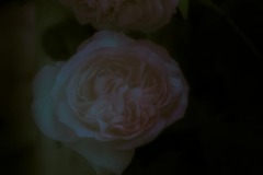 twilight flowers #11 Rose