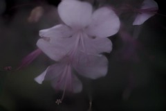 twilight flowers #12 Geranium