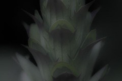 Acanthus Flower Spike