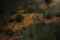 Echinacea Twilight