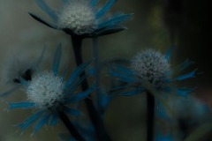 Eryngium Twilight