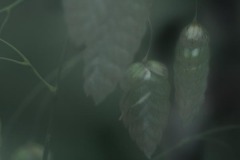 Greater Quaking Grass