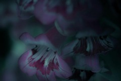 Penstemon Blue Green Regraded