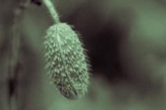Poppy Bud
