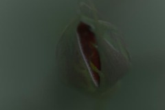 Rose Bud