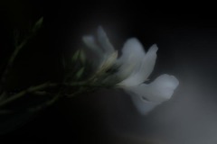 White Oleander Twilight