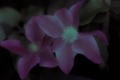 twilight flowers #10 Clematis_